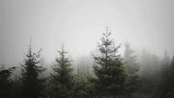 vhord:  foxmouth:  Cinemagraphs, 2014 |