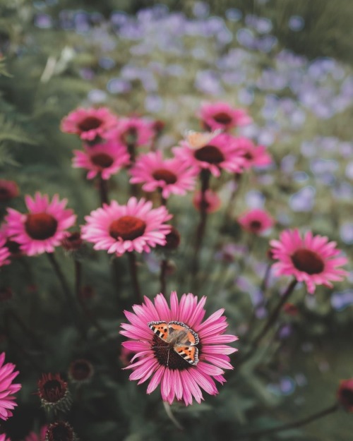 Instagram | Thewildwoodmoth