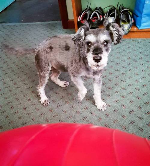 Mitzy likes to pounce while I’m stretching on the floor. She’s not so bold when the big red ball com