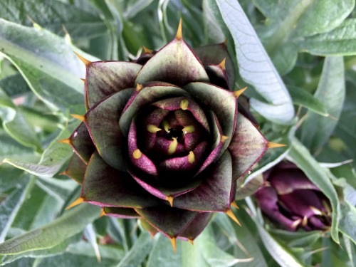 ediblegardenspointloma: Purple artichokes.  How awesome is that?!?