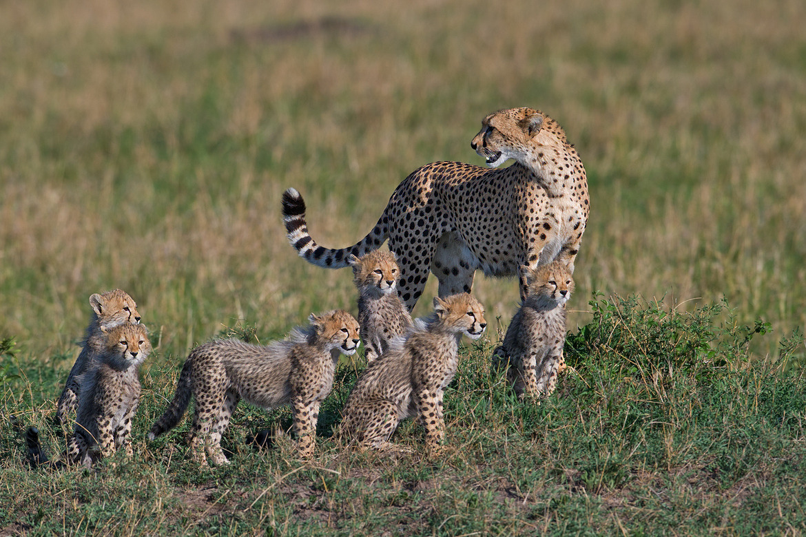  (via 500px / Mum with a 6 pack! by Marc MOL) 