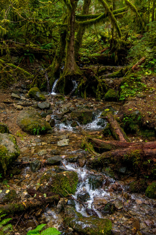 Oregon rains bring vibrant greens.