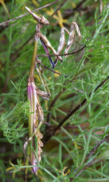 Photoset of the lovely his and hers Conehead Mantises - Empusa pennata - I spotted in the Lot Valley