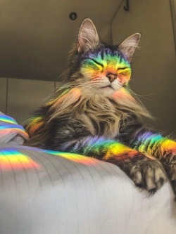 everythingfox:Rainbow cat adult photos