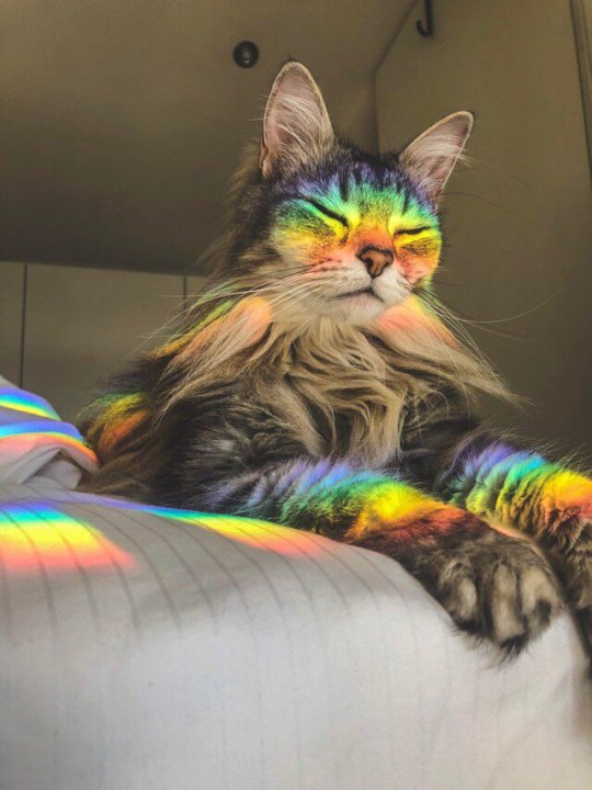 everythingfox:Rainbow cat porn pictures
