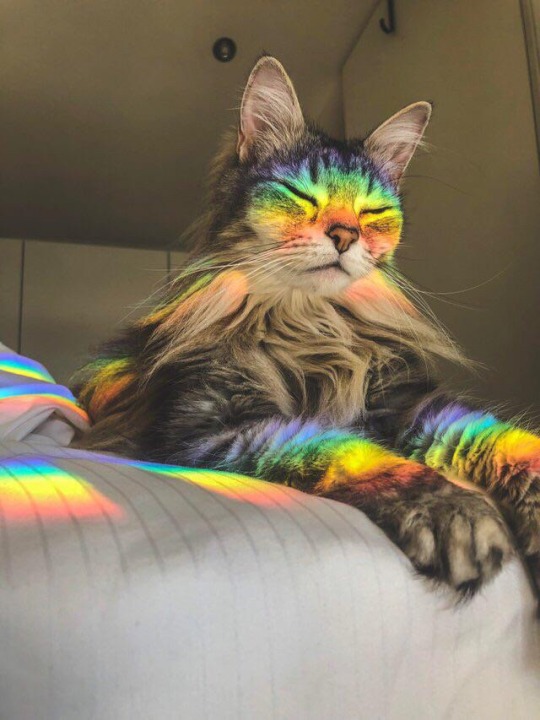 everythingfox:Rainbow cat