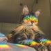 XXX everythingfox:Rainbow cat photo