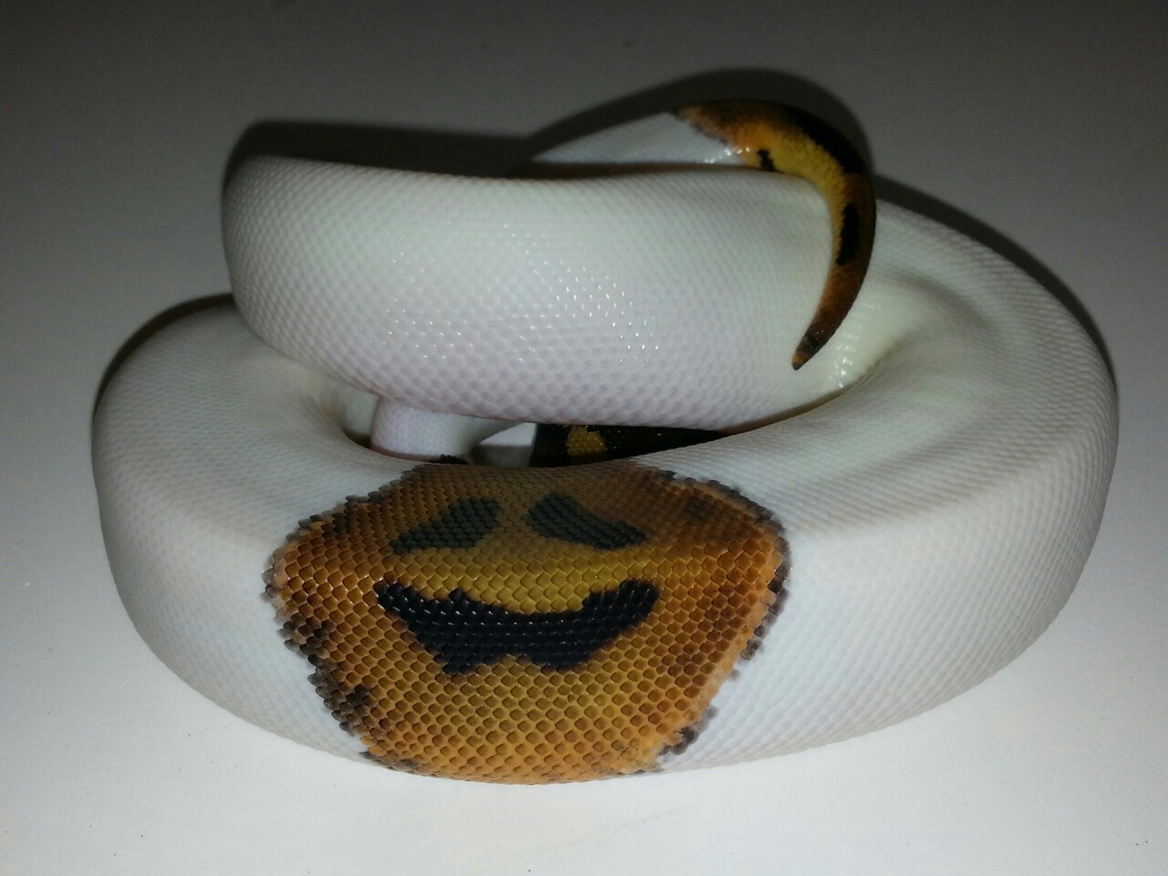sarcasmanddragons:  I FUCKING TOLD YOU! LOOK AT THAT CARVED PUMPKIN SMILE! as far