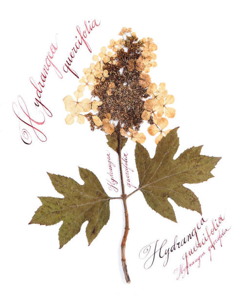 Botanical print Art  SPECIMEN 1: Hydrangea quercifoliaSPECIMEN 2: Hydrangea &lsquo;Anabelle&