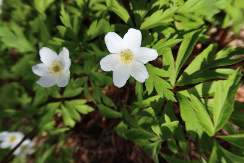 Anemone nemorosa — wood anemone