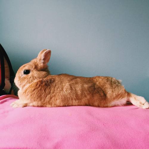 boys like pink too ✨#julianjohnlydon #netherlanddwarf #rabbit