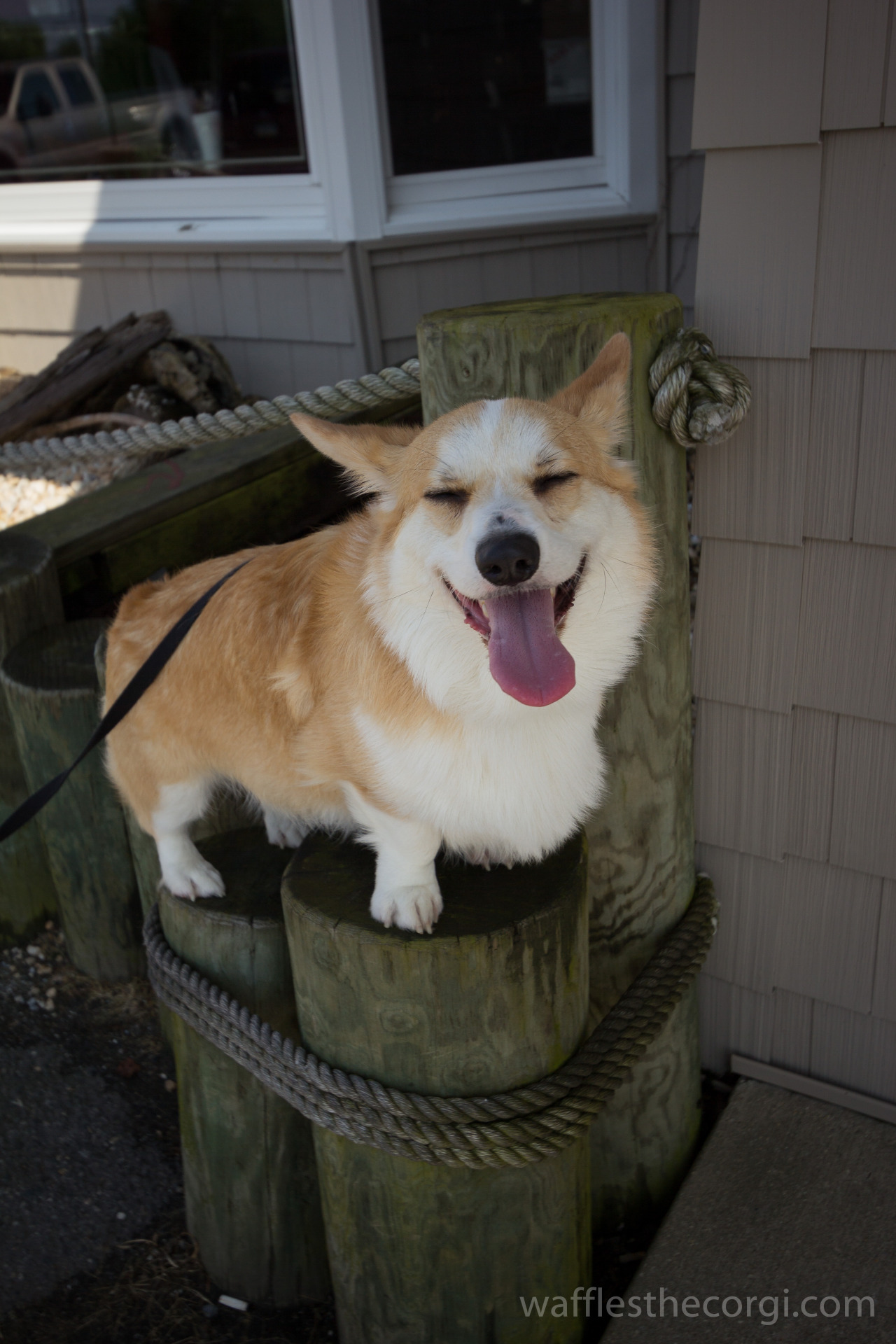 waffles the corgi