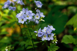 tangledwing:   Spreading Jacob’s Ladder, American Greek Valerian or Sweatroot (Polemonium reptans). Native to the eastern U.S. it has a particular fondness for growing along river banks. Both photos by Tom Potterfield