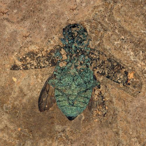 Iridescence, 47 million years old.Some sites preserve fossils so well that very fine details remain,