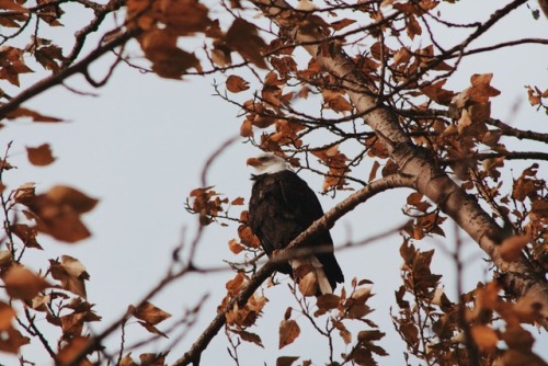 A Bald Eagle perched in a tree hiding behind autumn leaves.prints available at: www.society6.com/chr