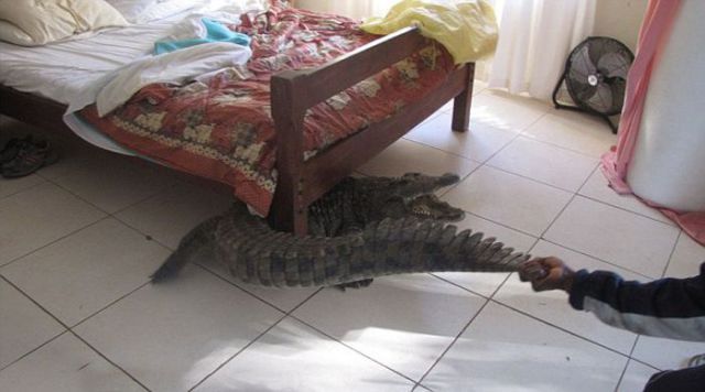 nunchuk:  theoriginalgreaserbob: Pictured: Florida houseguest overstays their welcome.