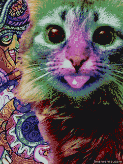 satanicparadise:  Trippy cat