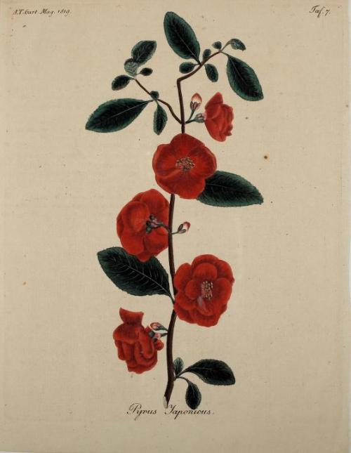 heaveninawildflower:Botanical illustrations taken from ‘Fortsetzung des Allgemeinen teutschen Garten