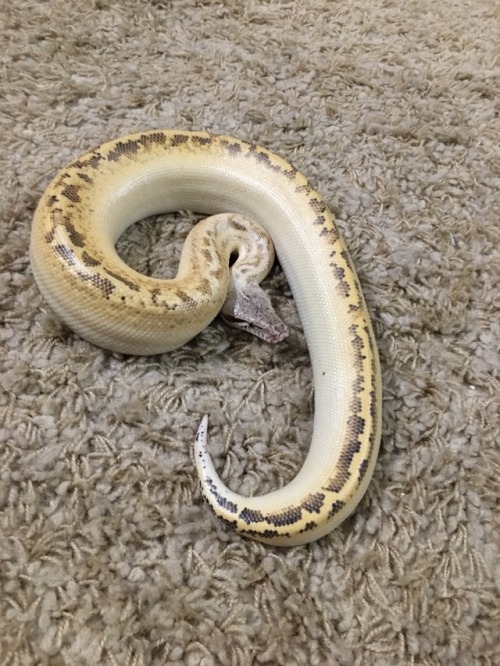 the-love-of-snakes:He tries to eat my face. I love him