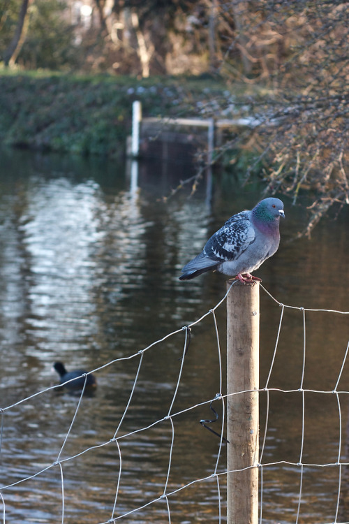elodieunderglass:sliceofpearpie:I designed and made a pigeon jumper. My most recent resolved project
