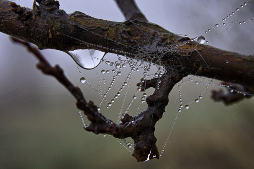 morethanphotography: The tears by darkog