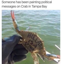 mericasupplyco:  Gotta get the message out 😂👍🏻🦀 #USA #america   Had too.