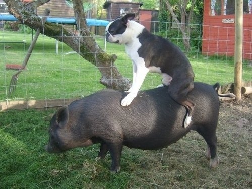 theanimalblog:  Animals riding other animals 
