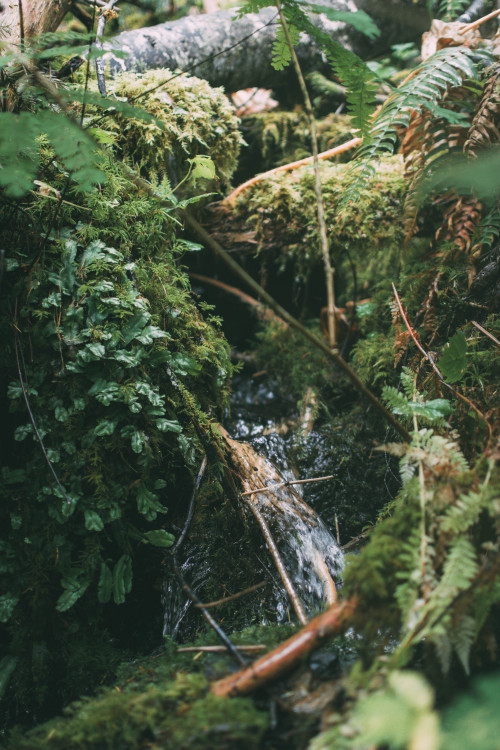 The woods are lovely, dark, and deep