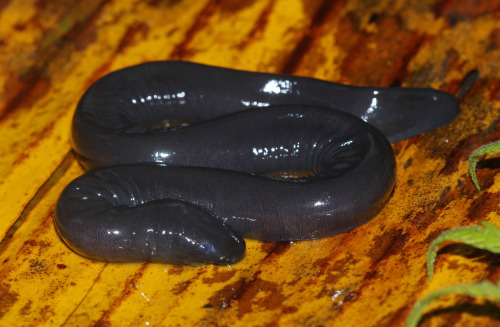 A Demure Little Slimer [common Aquatic Caecilian, Typhlonectes Compressicauda] Looks Up Shyly For Photographer
