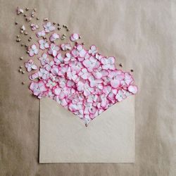 floralls:  envelope series I by anna remarchuk       