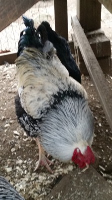 This Is My Monochrome Rooster, Leon.  He Is Very Loud But Purrs When You Give Him