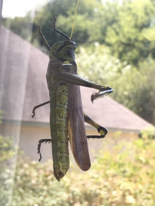 Live from my bedroom window: Obscure Bird Grasshopper  Check out those pecs  September 6, 2019