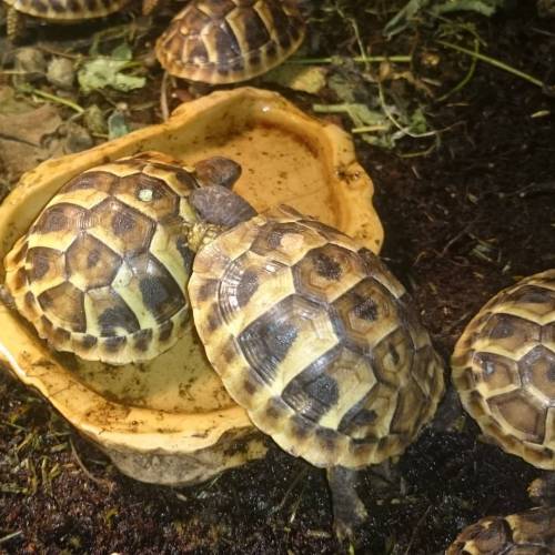 Bumblebee and Pipe in the water, babies are getting bigger! #tortbaby #testudo #hermanni #hermannsto