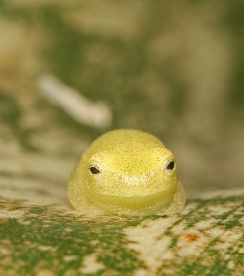 cutecrzy:Hyperoliid reed frogs have a gland in their vocal sac that contains species-specific compou