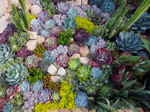 wencheswithcannons:root-beer-riku:myend-ismybeginning:Succulents@frostisassWhy yes I do need all of 