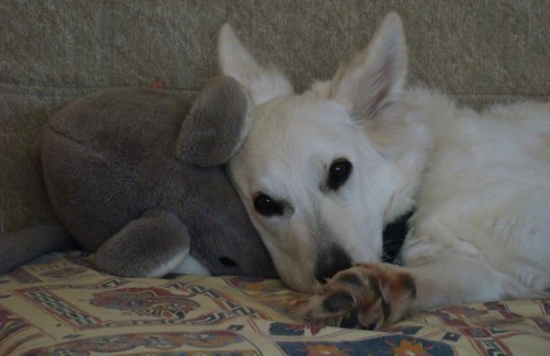 blondeisawesome:
“ Once she’s done playing with it, the stuffed mouse serves as a comfy pillow
”