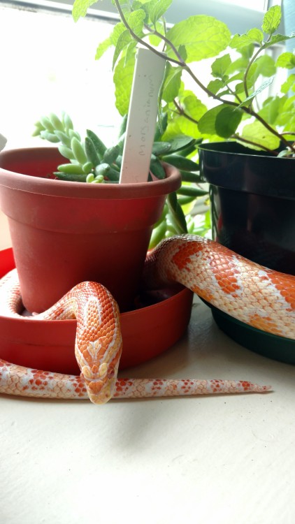 Aya really seems to like exploring the wonders of the windowsill.