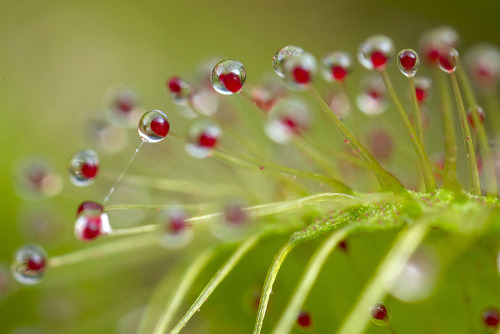 Death is Life, for Sundews.Species of the genus Drosera are commonly known as sundews. They are wide