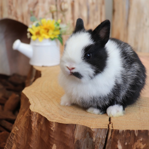 adorable-bunnies - ❤️All good buns