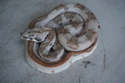 crispysnakes: Unnamed - Hypo harly possible het super stripe (boa imperator)One of Sunkist’s n