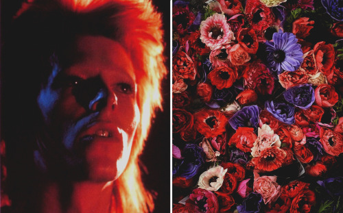 (1972)gallery tags (x)Bowie by Mick Rock