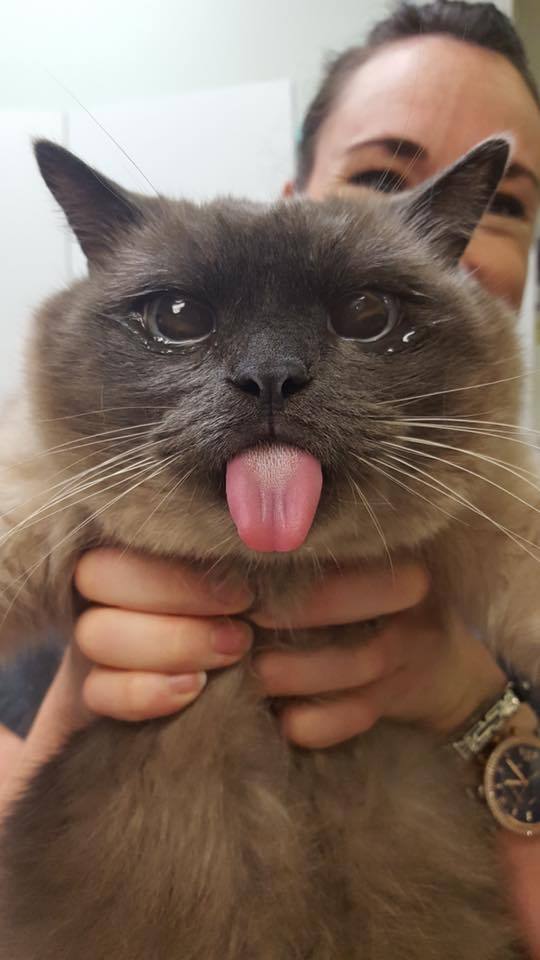 awwww-cute:  Our vet couldn’t resist taking a picture of Stanley after he woke