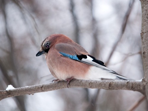 Eurasian Jay (Garrulus glandarius) &gt;&gt;by Sergey Yeliseev (1|2)