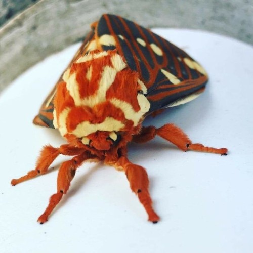 Citheronia Regalis, The Regal Moth Or Royal Walnut Moth, Is A North American Moth In The Family Saturniidae.