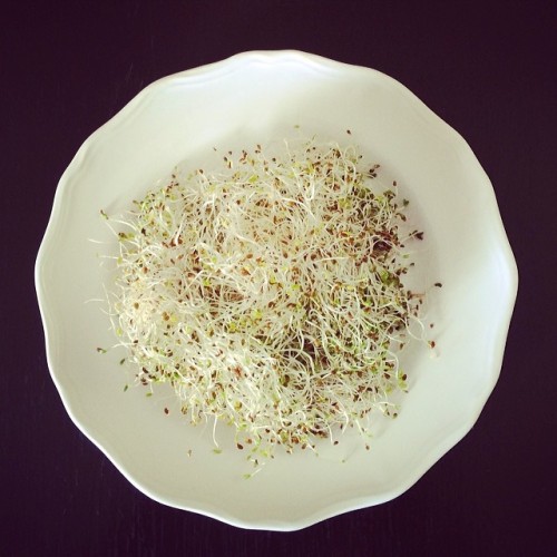 Organic alfalfa sprouts for breakfast? Why not! These were lovingly sprouted by @toasttajiri ! #spro