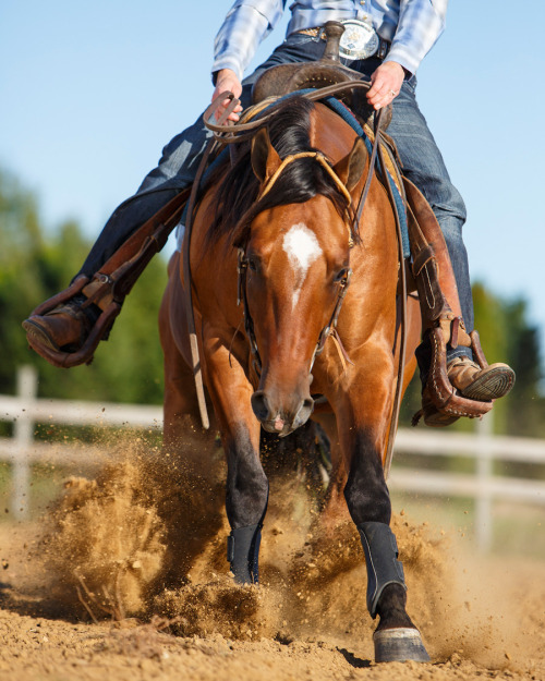 barbaraobrienphoto2016day:  Daily Dose - April 20, 2016 - Reining Quarter Horse - Rooster 2016©Barba