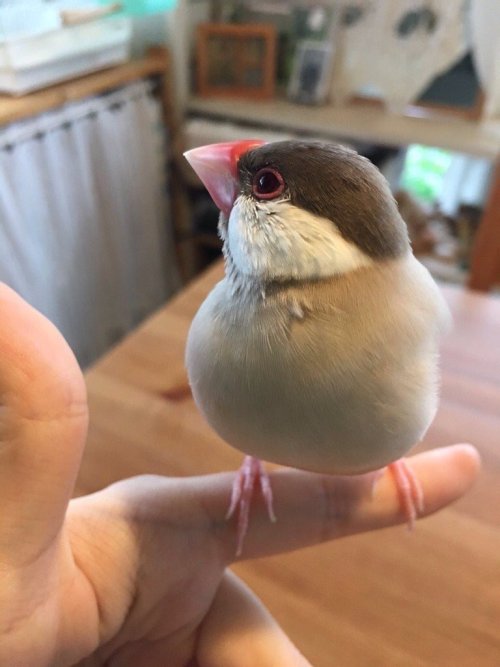 fat-birds: brettanomycroft: artemuscain-gamingandbs: it melt. :o @fat-birds An excellent birb blob, 