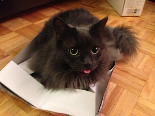 sensicalabsurdities:  Guys there’s a canon blep (tendency of cats to stick their tongue out)
