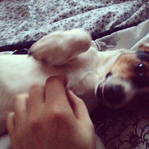 Hi I’m Capt. jack. I smile when my belly is rubbed first thing in the morning. #puppy #love #p