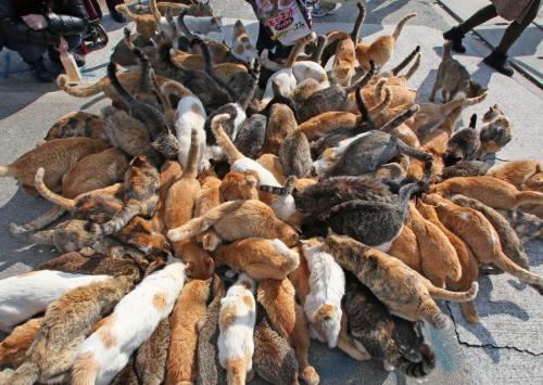 karthus: splders: cuteness-daily: This is Cat Island. It is located in Tashirojima which is a small 